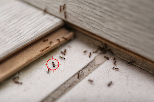 Best Mosquito Control Services  in Steamboat Springs, CO